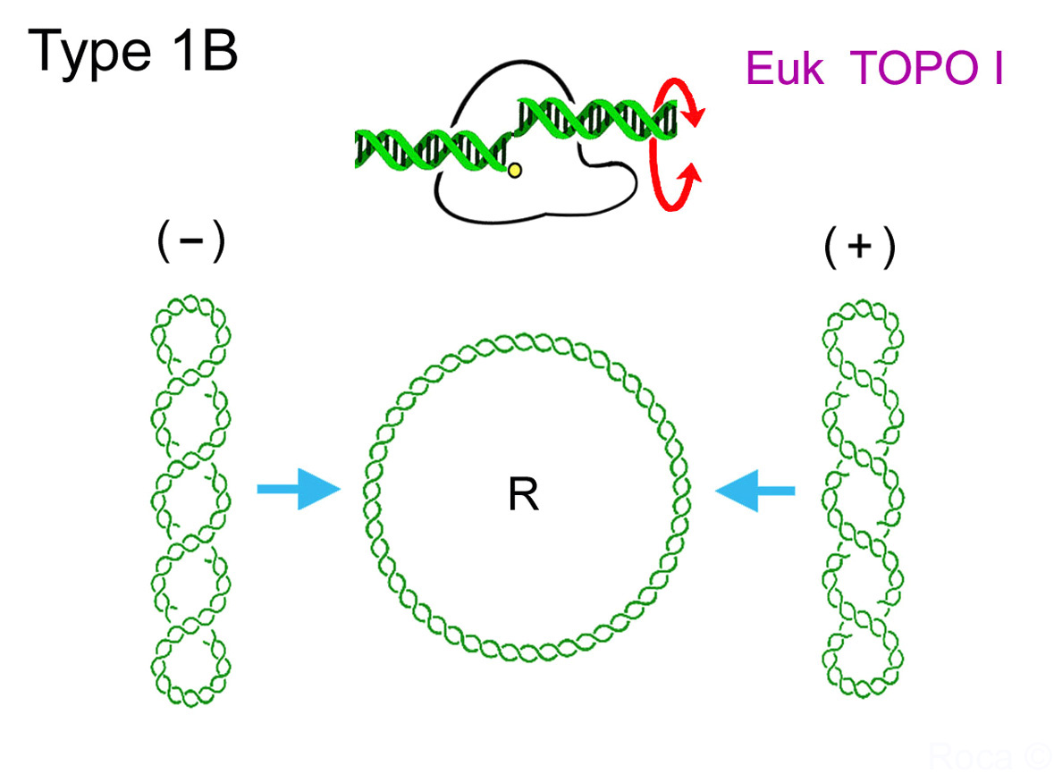 Reaction 1B